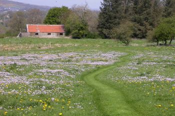 Carnowen Plantation 1
